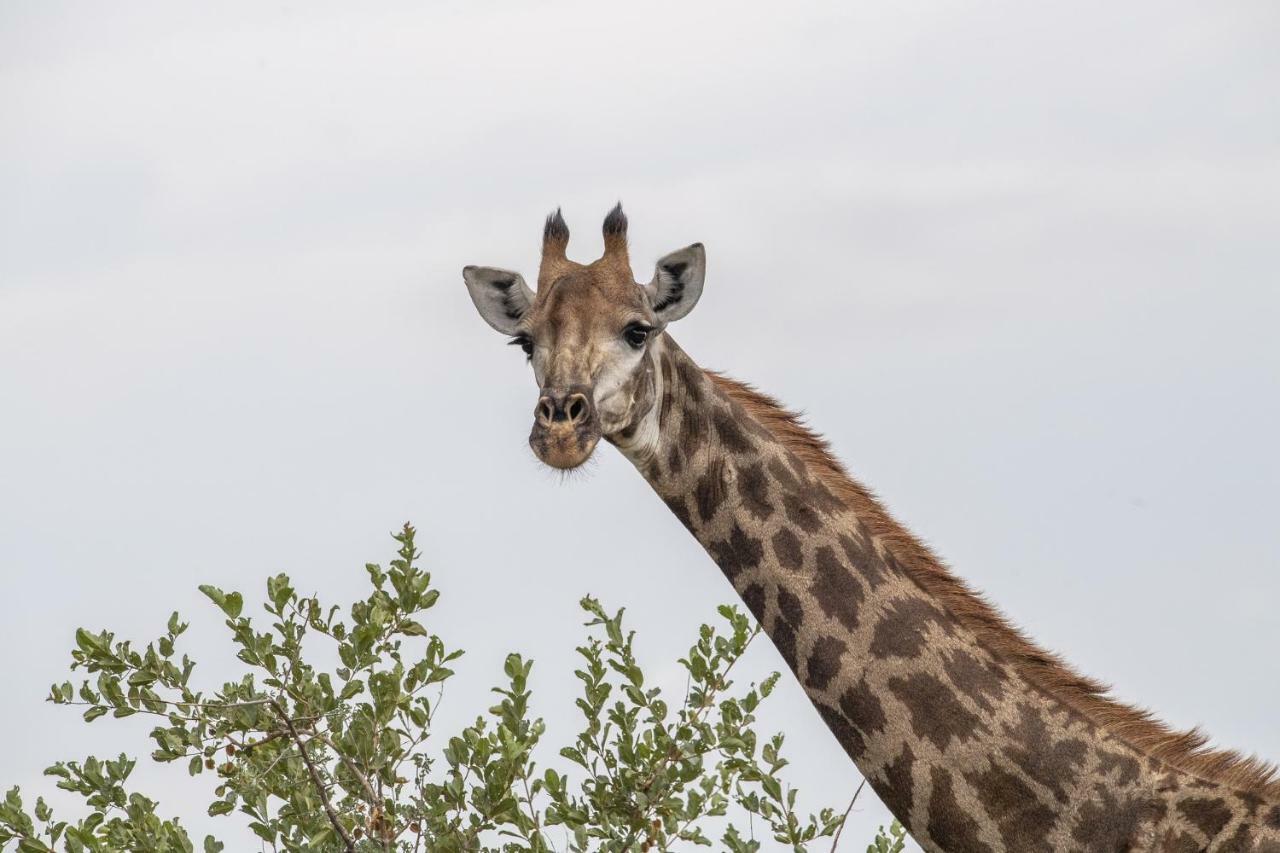 Simbavati Hilltop Lodge Timbavati Game Reserve Ngoại thất bức ảnh