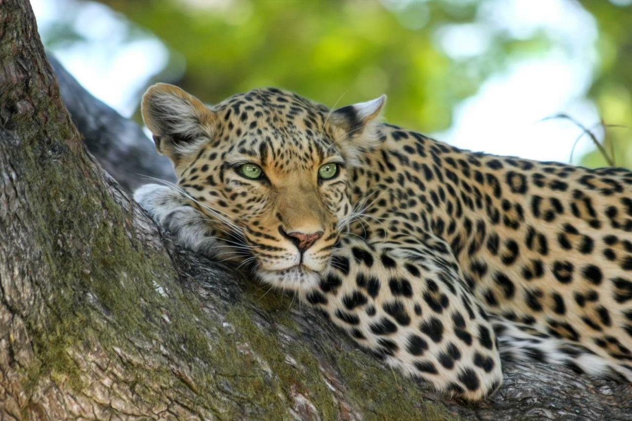 Simbavati Hilltop Lodge Timbavati Game Reserve Ngoại thất bức ảnh